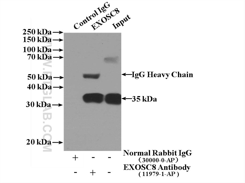 Immunoprecipitation (IP) experiment of HEK-293 cells using EXOSC8 Polyclonal antibody (11979-1-AP)