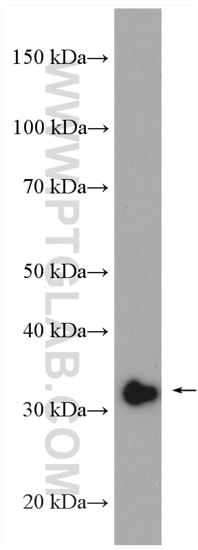 Western Blot (WB) analysis of HEK-293 cells using EXOSC8 Polyclonal antibody (11979-1-AP)