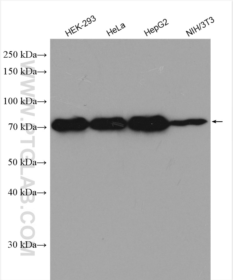 Western Blot (WB) analysis of various lysates using EXOSC9 Polyclonal antibody (24470-1-AP)