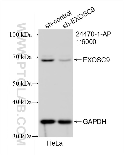 Western Blot (WB) analysis of HeLa cells using EXOSC9 Polyclonal antibody (24470-1-AP)