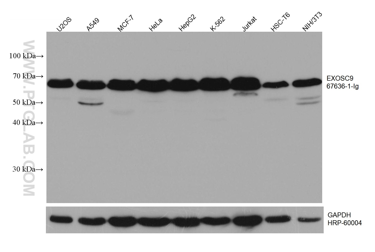 Western Blot (WB) analysis of various lysates using EXOSC9 Monoclonal antibody (67636-1-Ig)