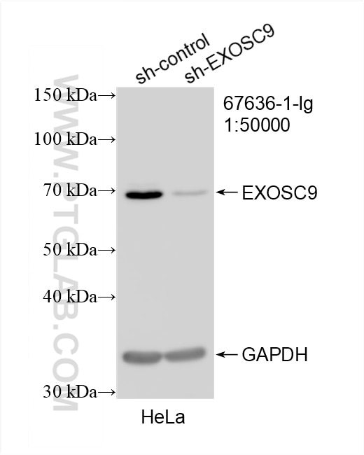 Western Blot (WB) analysis of HeLa cells using EXOSC9 Monoclonal antibody (67636-1-Ig)