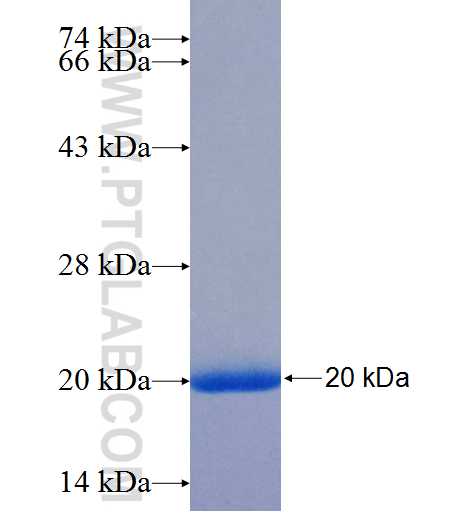 EXT1 fusion protein Ag26048 SDS-PAGE
