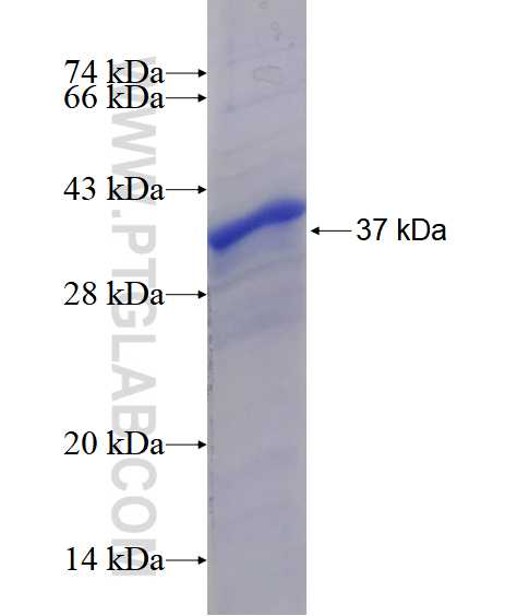 EXT1 fusion protein Ag28590 SDS-PAGE