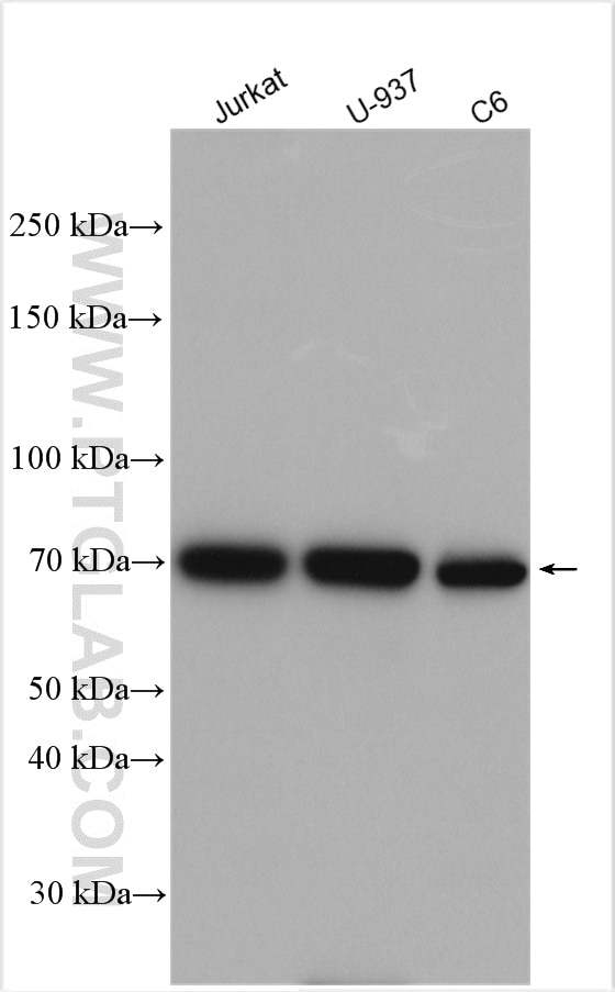 Western Blot (WB) analysis of various lysates using EXT2 Polyclonal antibody (11348-1-AP)