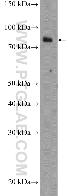 Western Blot (WB) analysis of NIH/3T3 cells using EXT2 Polyclonal antibody (11348-1-AP)