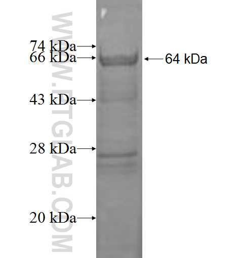 EXT2 fusion protein Ag1748 SDS-PAGE