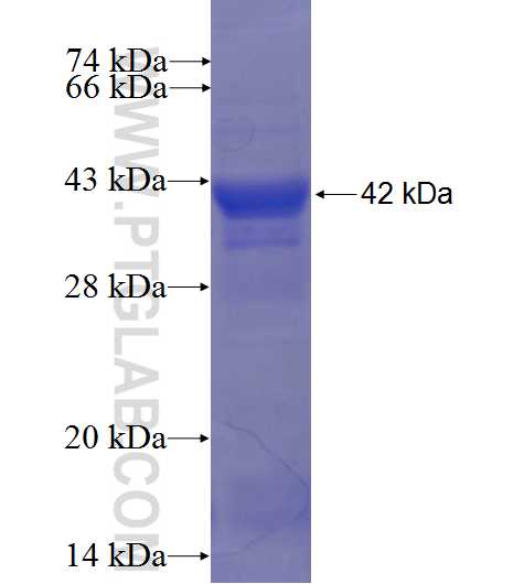 EXTL1 fusion protein Ag6305 SDS-PAGE