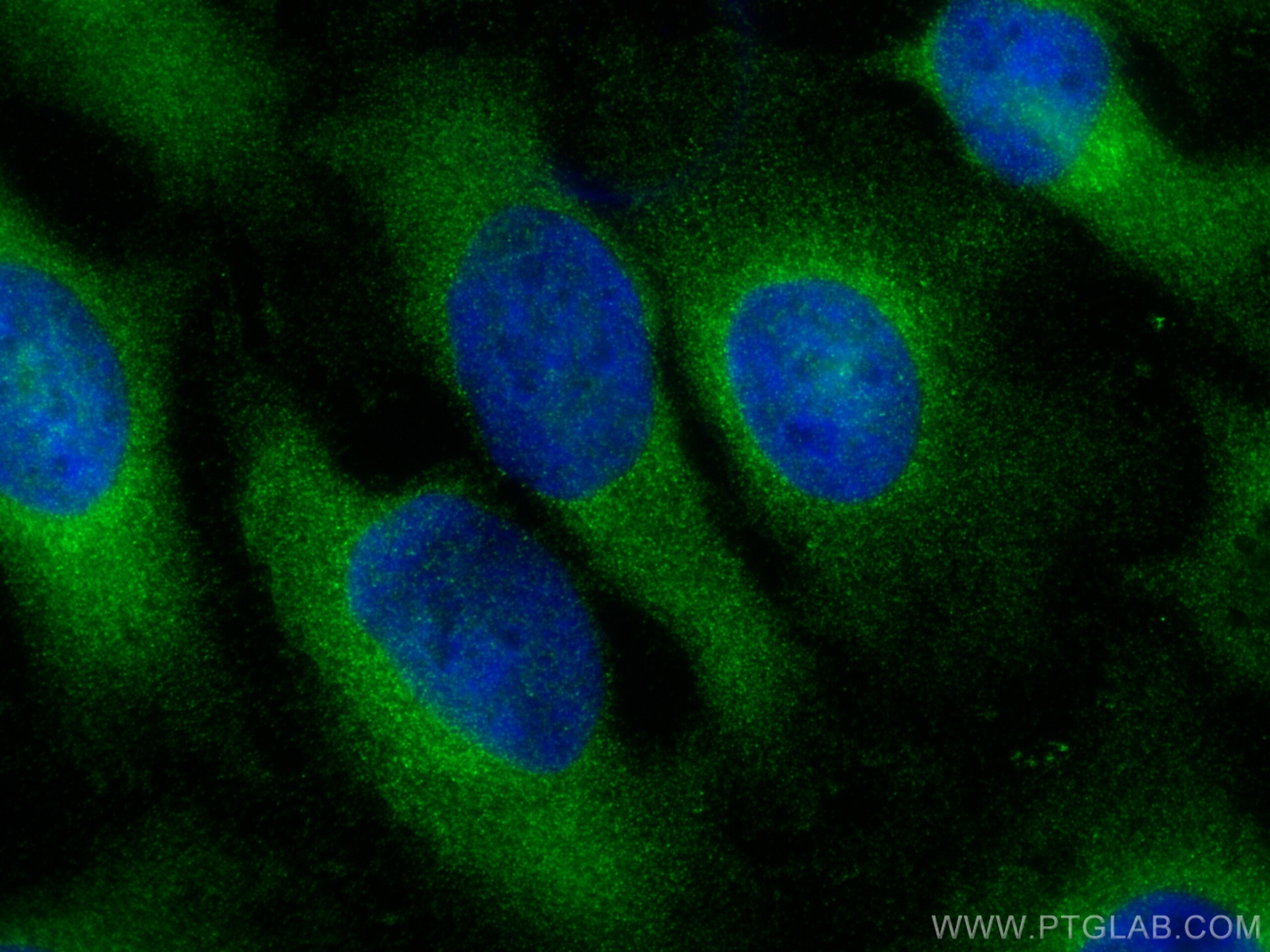Immunofluorescence (IF) / fluorescent staining of HeLa cells using EXTL2 Polyclonal antibody (12828-1-AP)