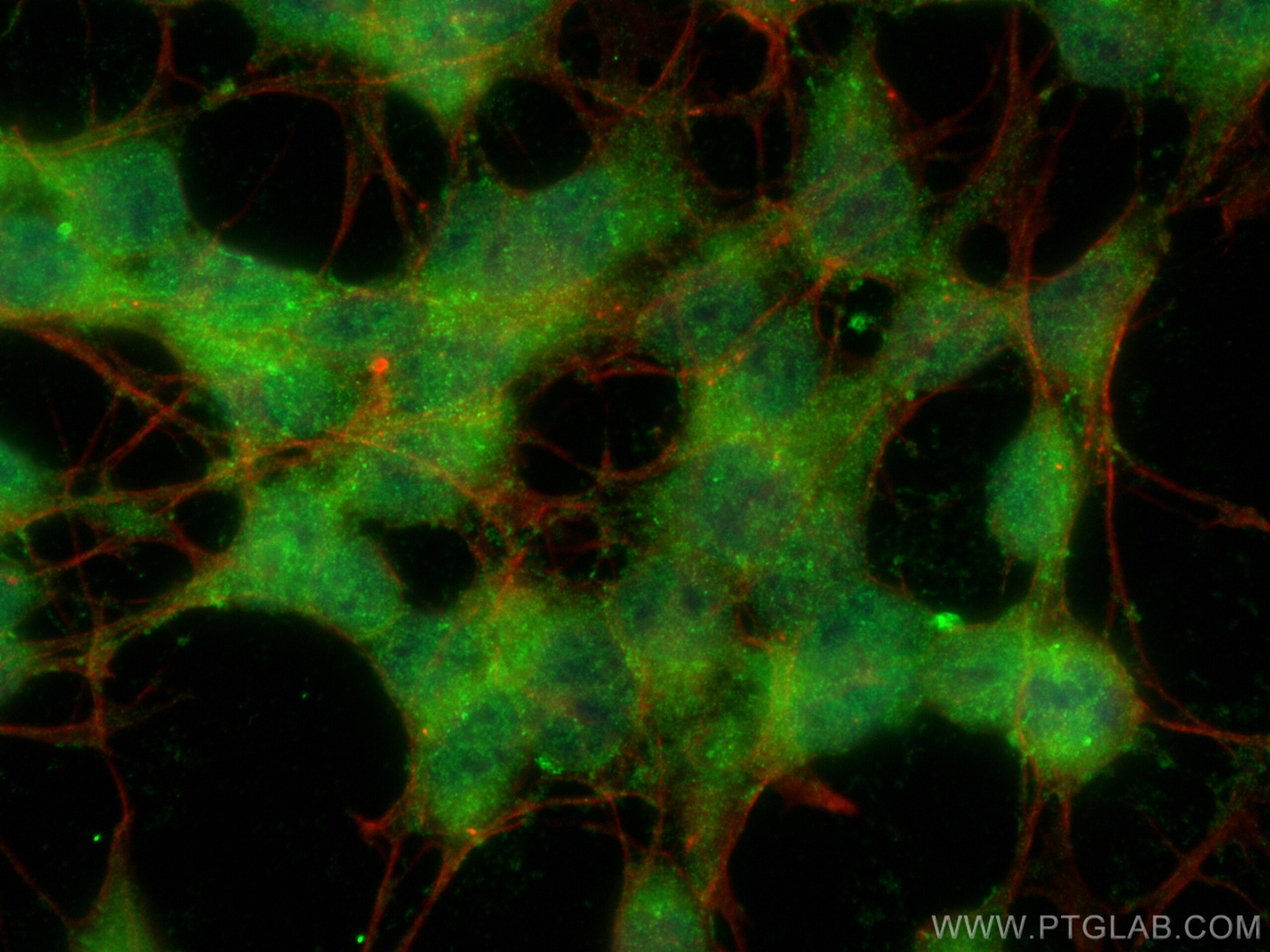 Immunofluorescence (IF) / fluorescent staining of SH-SY5Y cells using EXTL2 Polyclonal antibody (12828-1-AP)