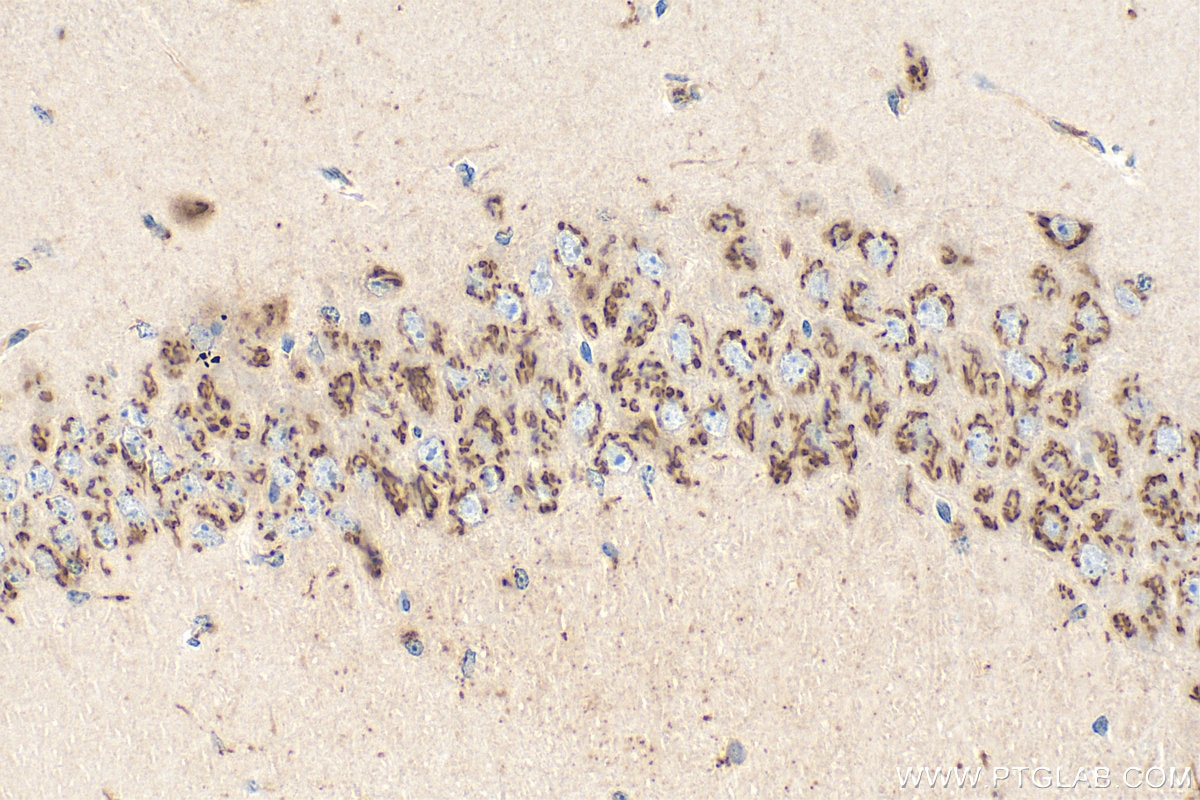 Immunohistochemistry (IHC) staining of mouse brain tissue using EXTL2 Polyclonal antibody (12828-1-AP)