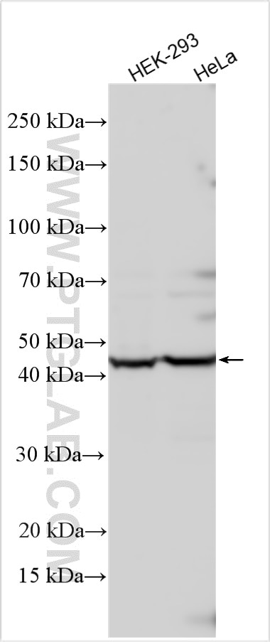 Western Blot (WB) analysis of various lysates using EXTL2 Polyclonal antibody (12828-1-AP)