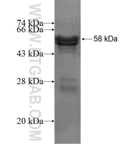 EXTL2 fusion protein Ag3548 SDS-PAGE