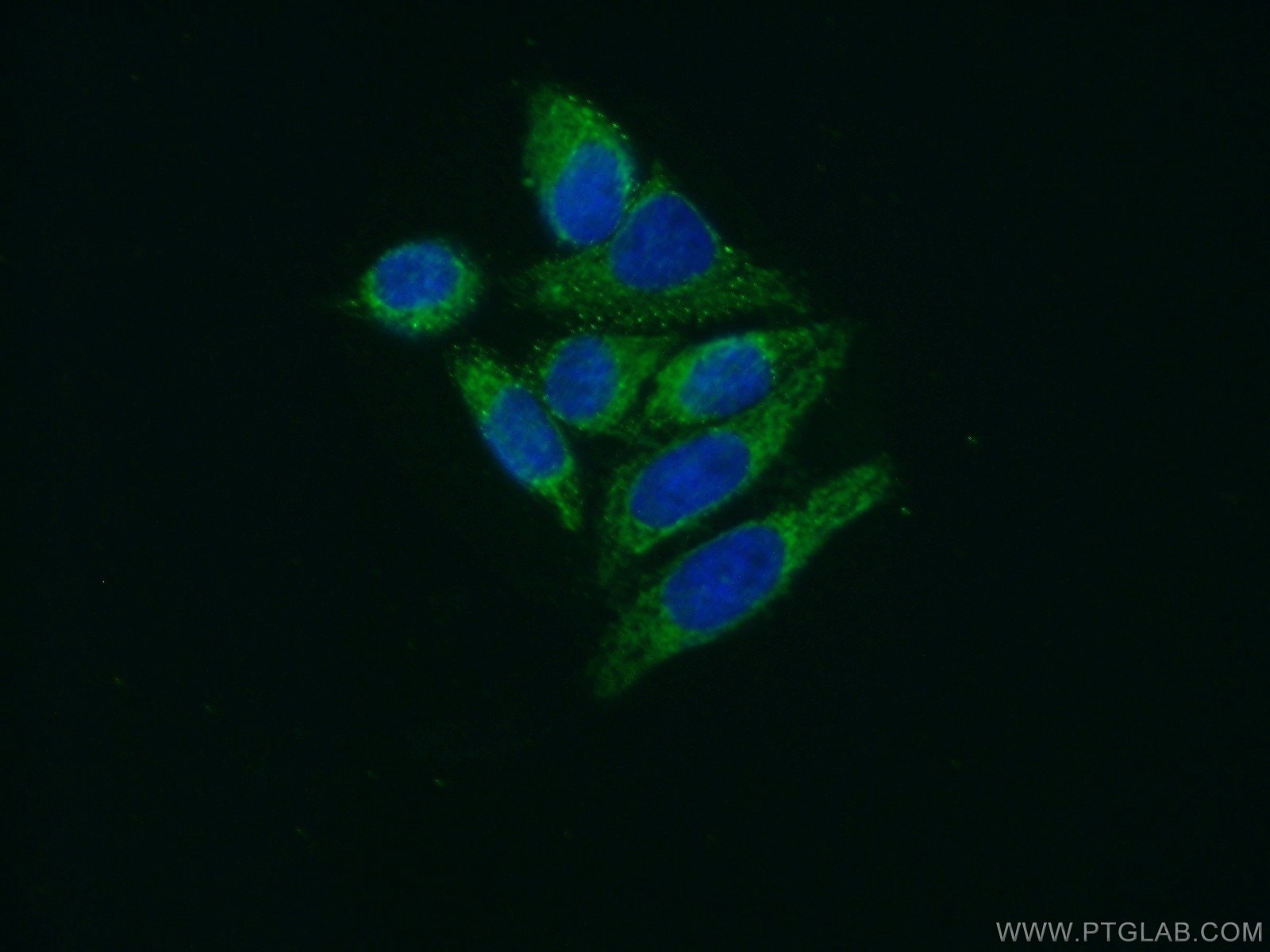 Immunofluorescence (IF) / fluorescent staining of HepG2 cells using EXTL3 Polyclonal antibody (10588-1-AP)