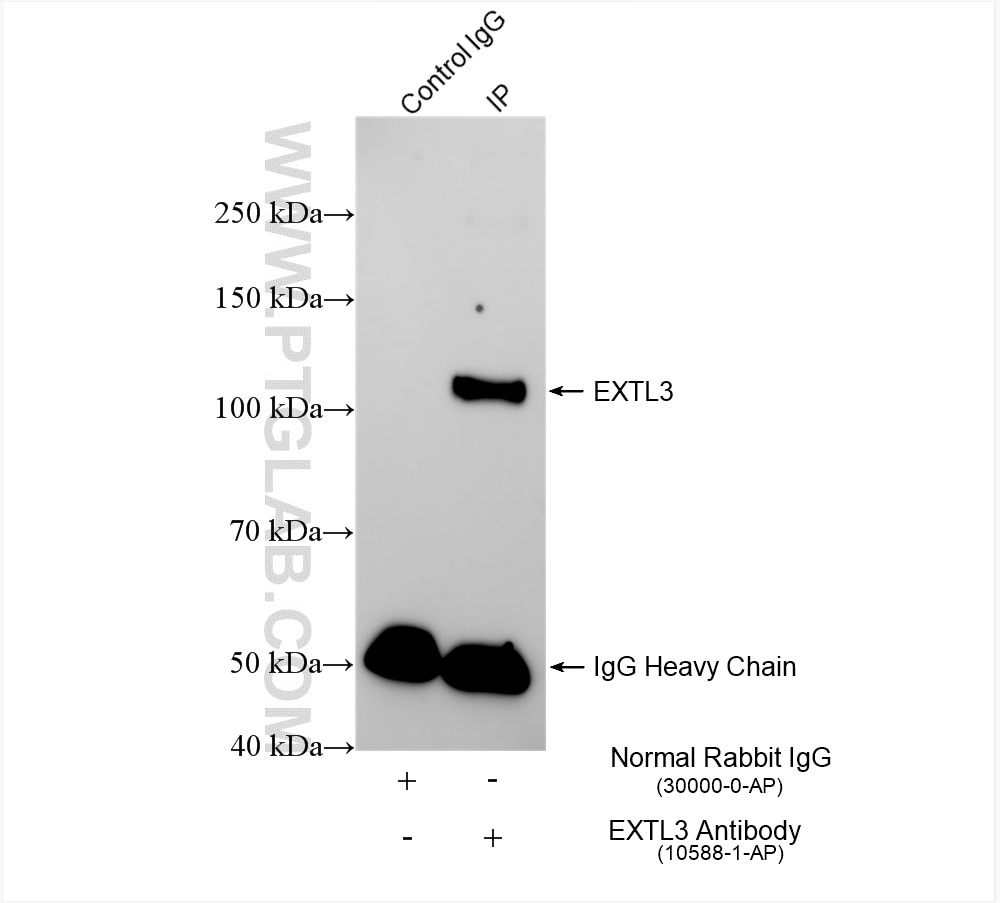 Immunoprecipitation (IP) experiment of mouse pancreas tissue using EXTL3 Polyclonal antibody (10588-1-AP)