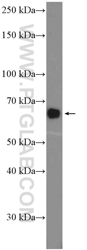 Western Blot (WB) analysis of HepG2 cells using EXTL3 Polyclonal antibody (10588-1-AP)