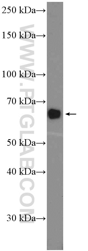 Western Blot (WB) analysis of HepG2 cells using EXTL3 Polyclonal antibody (10588-1-AP)