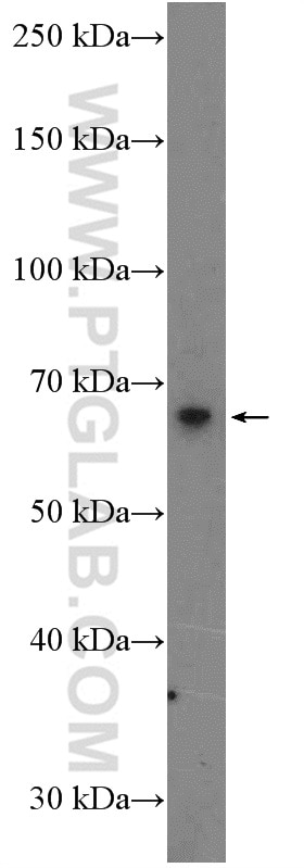 Western Blot (WB) analysis of Jurkat cells using EXTL3 Polyclonal antibody (10588-1-AP)