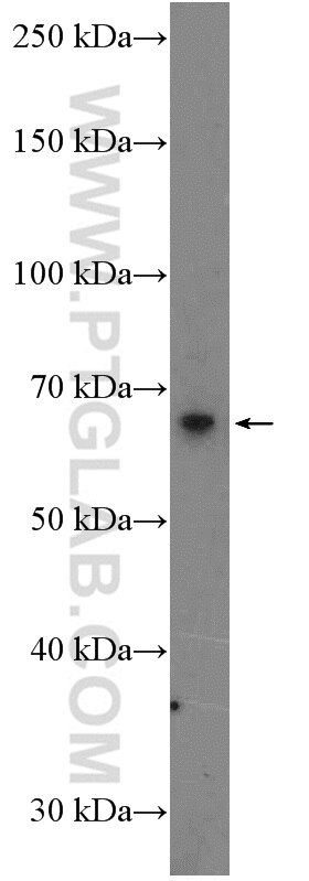 Western Blot (WB) analysis of Jurkat cells using EXTL3 Polyclonal antibody (10588-1-AP)