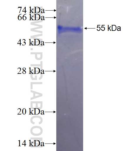 EXTL3 fusion protein Ag0936 SDS-PAGE