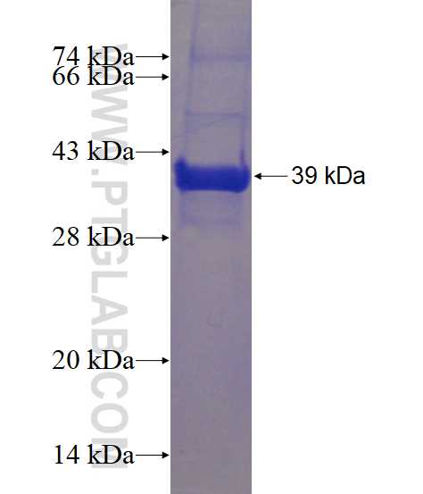 EXTL3 fusion protein Ag4473 SDS-PAGE