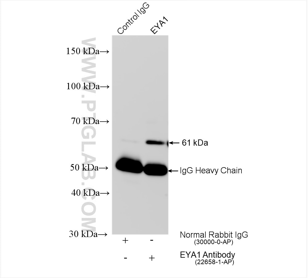 Immunoprecipitation (IP) experiment of HepG2 cells using EYA1 Polyclonal antibody (22658-1-AP)
