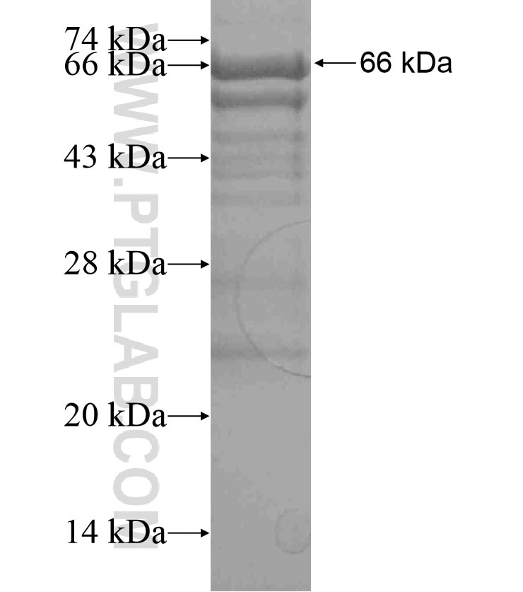 EYA1 fusion protein Ag18489 SDS-PAGE