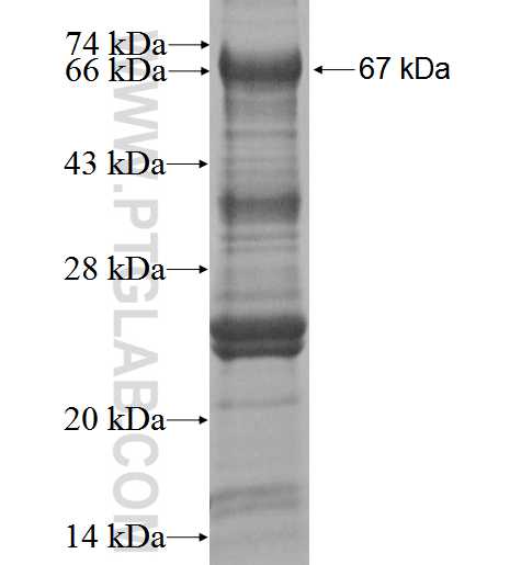 EYA2 fusion protein Ag1860 SDS-PAGE
