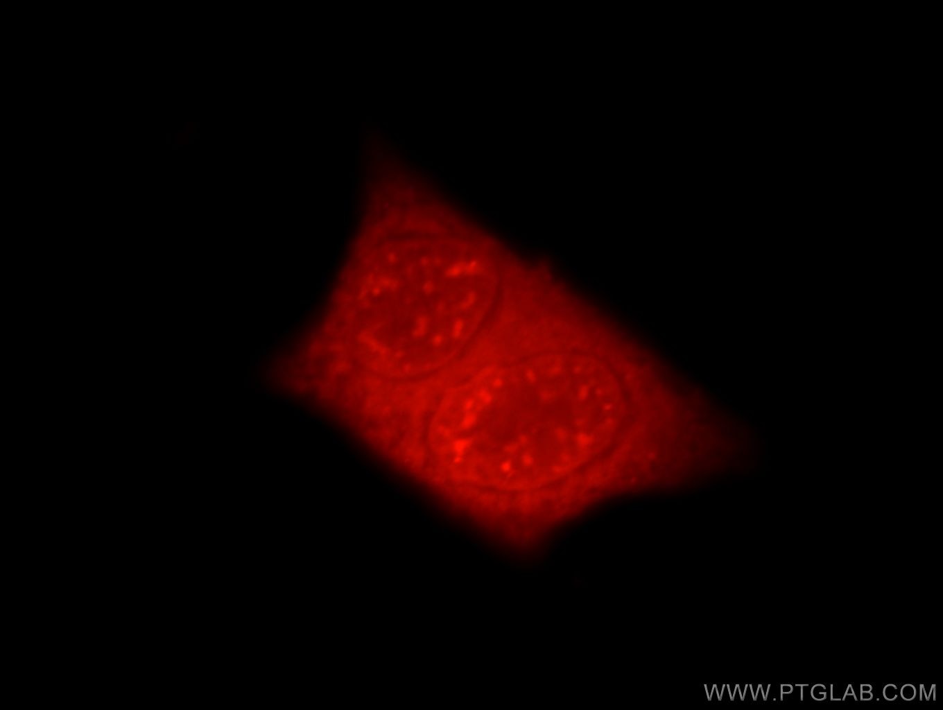 Immunofluorescence (IF) / fluorescent staining of HeLa cells using EYA3 Polyclonal antibody (21196-1-AP)