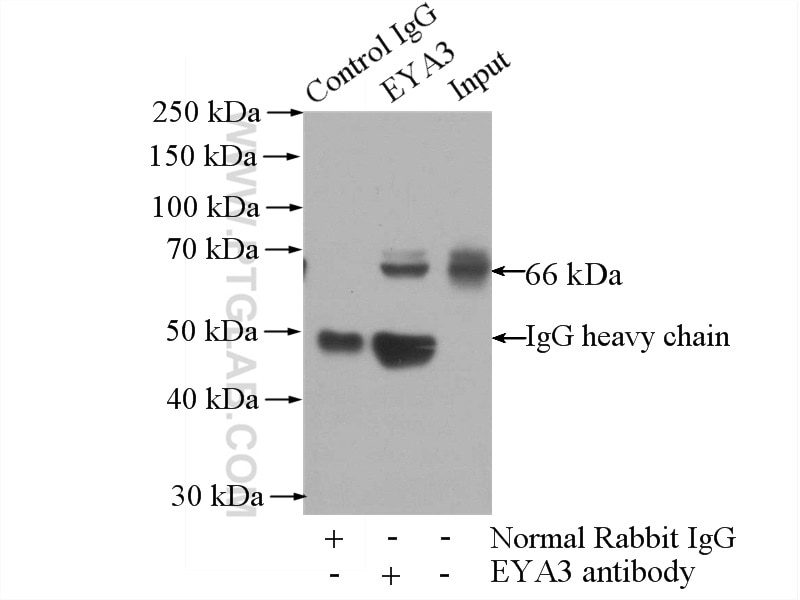 Immunoprecipitation (IP) experiment of L02 cells using EYA3 Polyclonal antibody (21196-1-AP)