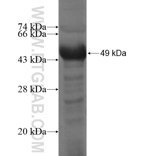EYA3 fusion protein Ag15307 SDS-PAGE