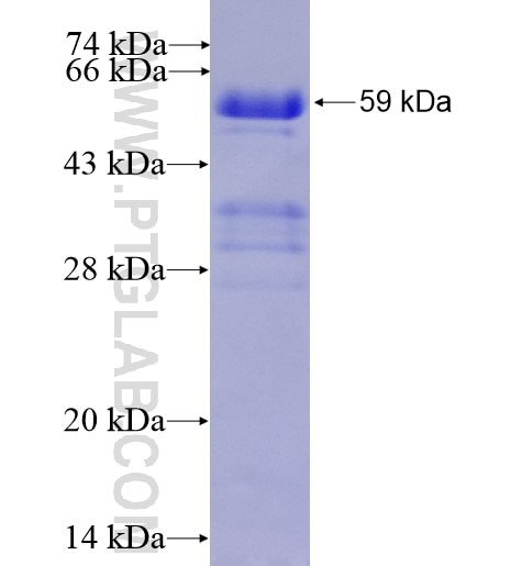 EYA3 fusion protein Ag15544 SDS-PAGE