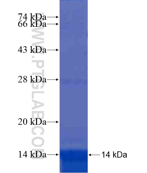 EYA4 fusion protein Ag20457 SDS-PAGE