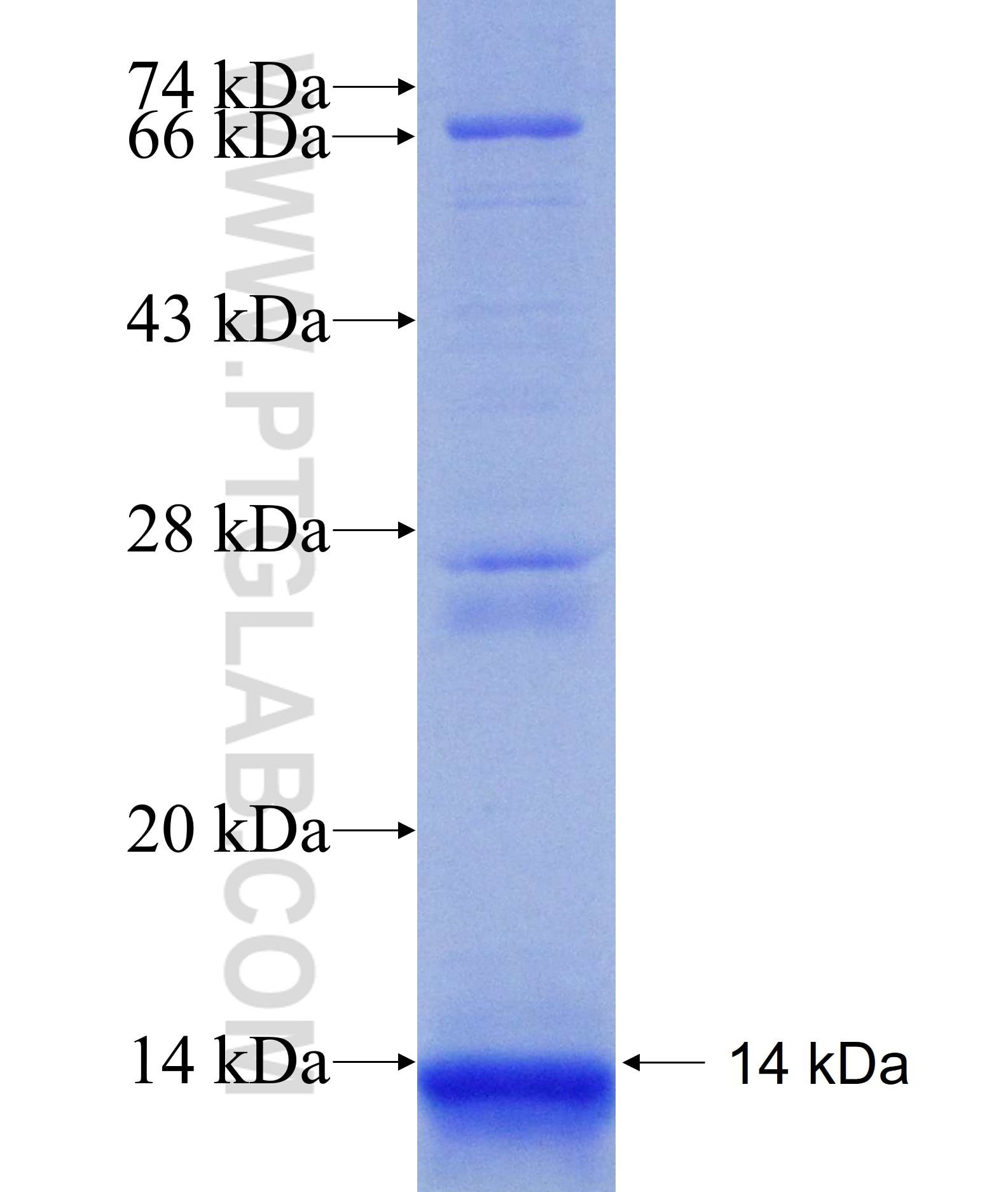 EYA4 fusion protein Ag20457 SDS-PAGE