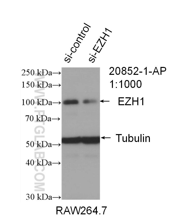 Western Blot (WB) analysis of RAW 264.7 cells using EZH1 Polyclonal antibody (20852-1-AP)