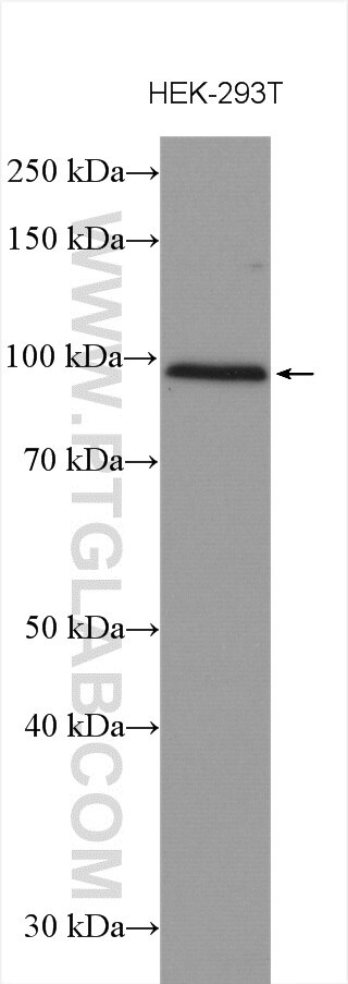 Western Blot (WB) analysis of various lysates using EZH1 Polyclonal antibody (20852-1-AP)