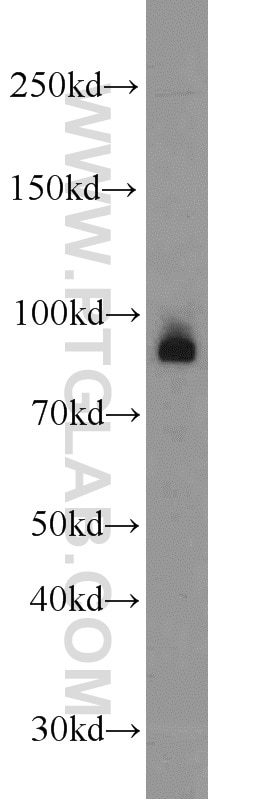 Western Blot (WB) analysis of HL-60 cells using EZH1 Polyclonal antibody (20852-1-AP)