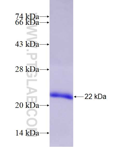 EZH1 fusion protein Ag14732 SDS-PAGE