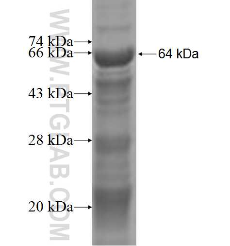 EZH1 fusion protein Ag2758 SDS-PAGE