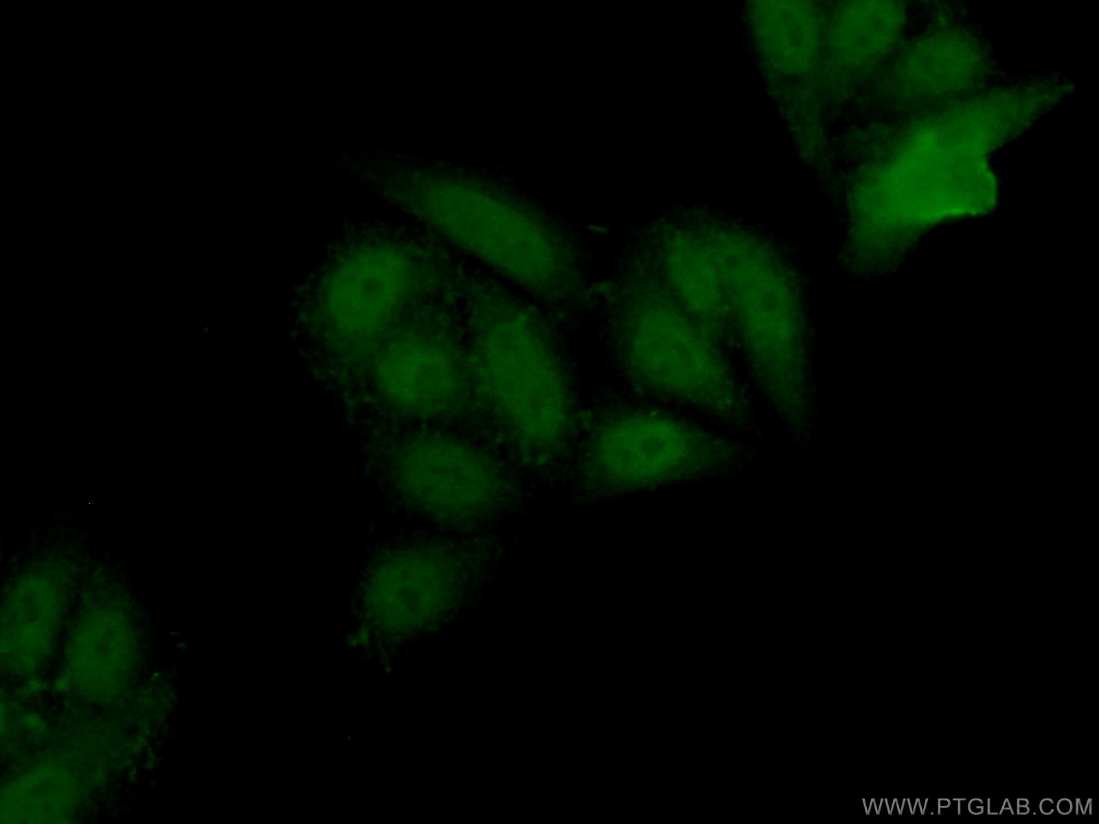 Immunofluorescence (IF) / fluorescent staining of HepG2 cells using EZH2 Polyclonal antibody (21800-1-AP)
