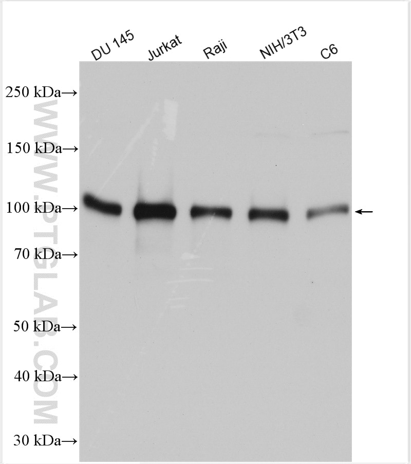 Western Blot (WB) analysis of various lysates using EZH2 Polyclonal antibody (21800-1-AP)