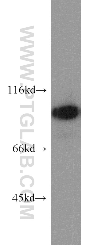 Western Blot (WB) analysis of NIH/3T3 cells using EZH2 Polyclonal antibody (21800-1-AP)
