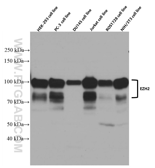 Western Blot (WB) analysis of various lysates using EZH2 Monoclonal antibody (66476-1-Ig)