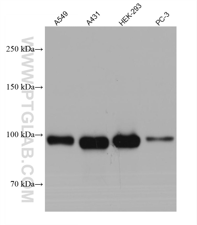 Western Blot (WB) analysis of various lysates using EZH2 Monoclonal antibody (66476-1-Ig)