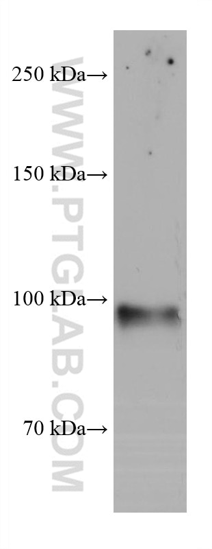 Western Blot (WB) analysis of ROS1728 cells using EZH2 Monoclonal antibody (66476-1-Ig)