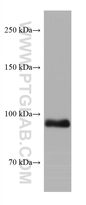 Western Blot (WB) analysis of NIH/3T3 cells using EZH2 Monoclonal antibody (66476-1-Ig)