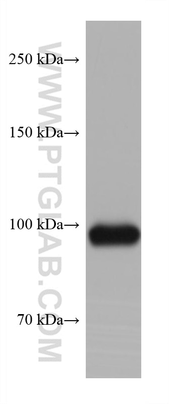 Western Blot (WB) analysis of 4T1 cells using EZH2 Monoclonal antibody (66476-1-Ig)