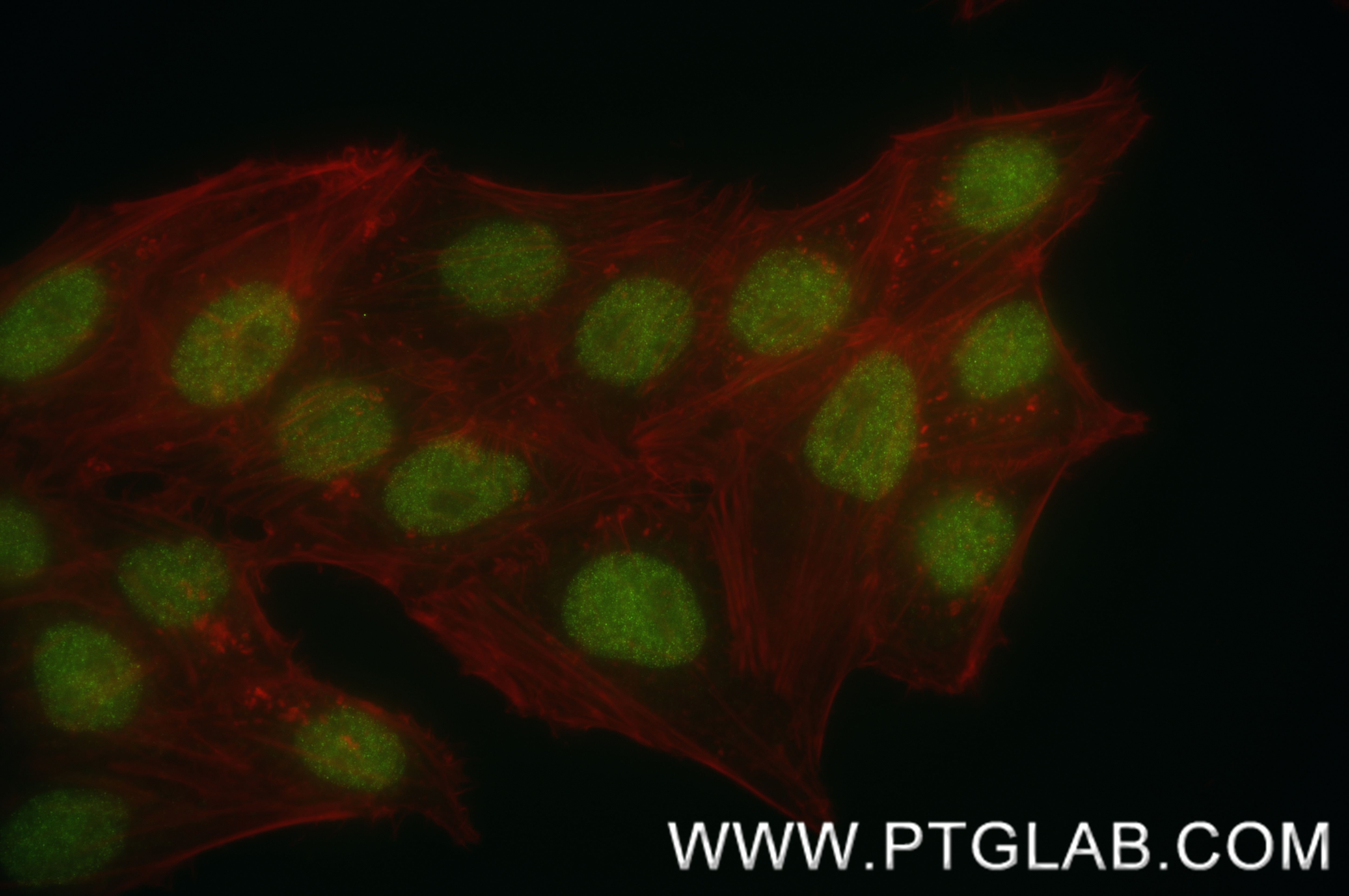 Immunofluorescence (IF) / fluorescent staining of HepG2 cells using EZH2 Recombinant antibody (84824-3-RR)