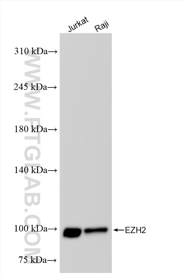 Western Blot (WB) analysis of various lysates using EZH2 Recombinant antibody (84824-3-RR)