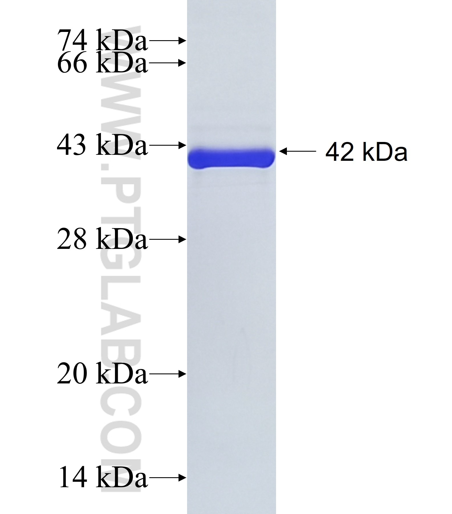 EZH2 fusion protein Ag16789 SDS-PAGE